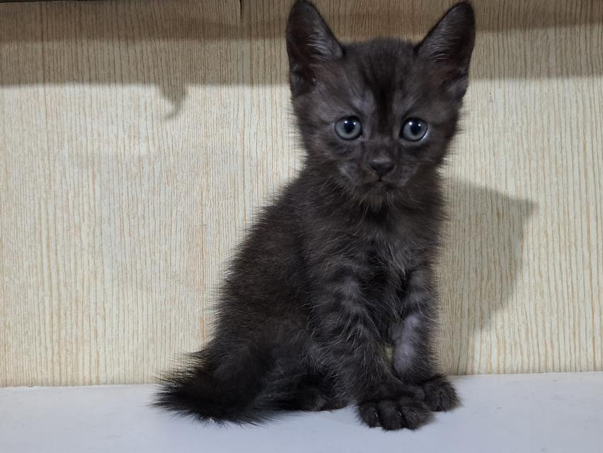 ลูกแมวครึ่งเปอร์เซีย+บริติช รูปที่ 6