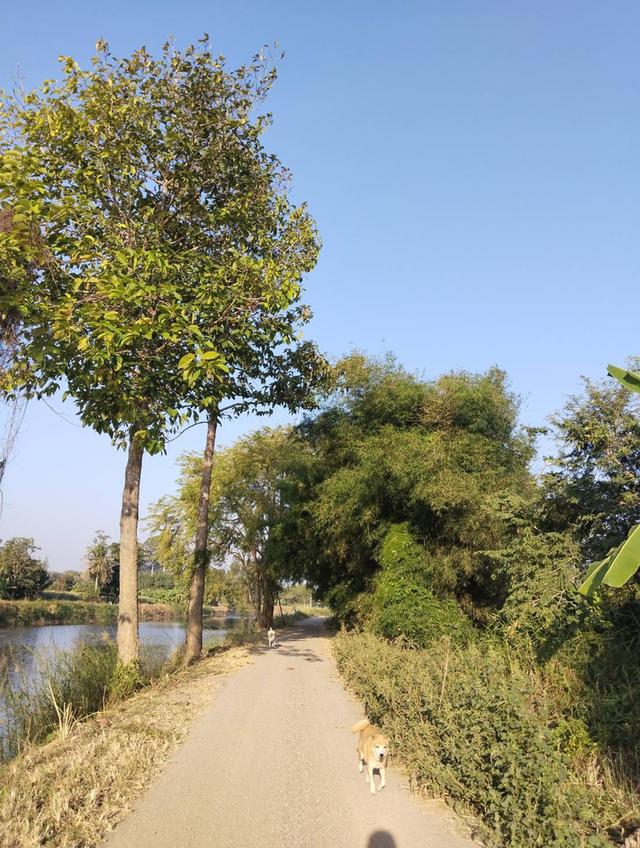 ที่ดิน บ้านพร้อมที่ดิน อ.บ้านลาด จ.เพชรบุรี 8