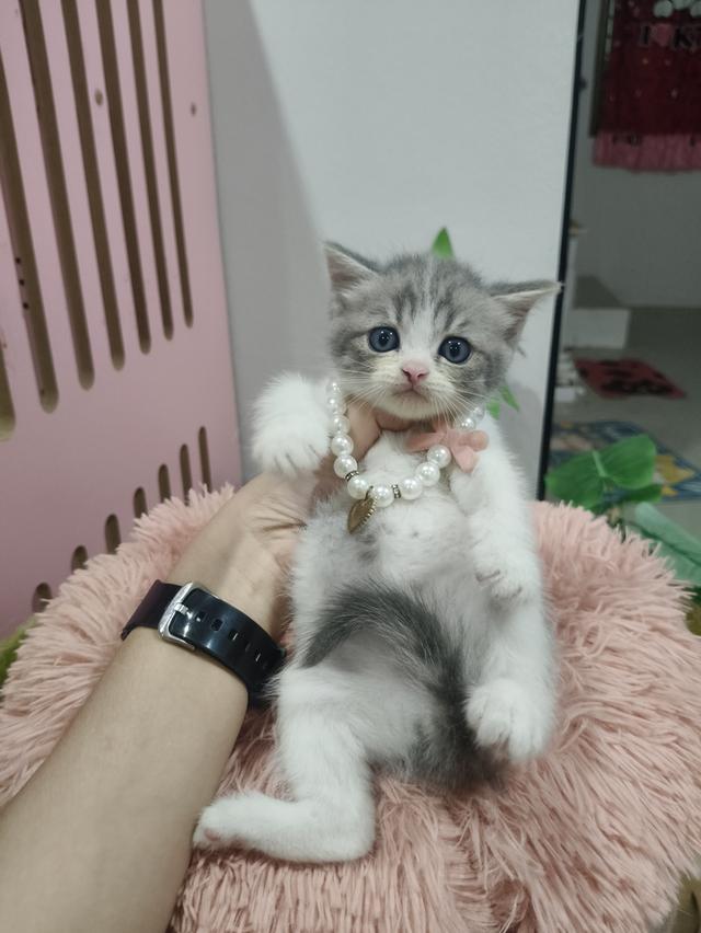 เด็กหญิง ลายวัว เทาขาว 🏡🏠🫶😻 รูปที่ 5