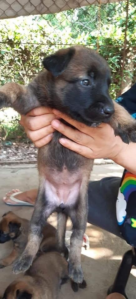 ลูก Belgian Malinois หาบ้าน 2