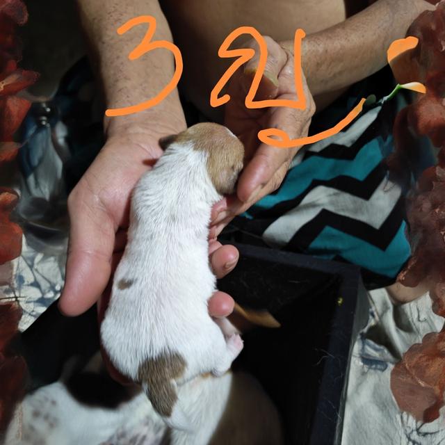 ขายลูกสุนัขชิวาวา (เลี้ยงบ้าน) 7