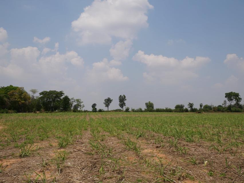 “ขายที่ดิน 38 ไร่ 2งาน 4ตารางวา ไร่ละ150,000 ต.พังเทียม อ.พระทองคำ 3