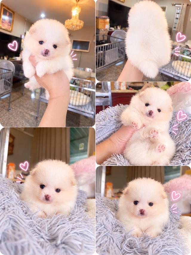 ปอมเมอเรเนียนแท้ น่ารัก ทีคัพ มีบริการจัดส่งถึงบ้านค่ะ รูปย่อยที่ 4