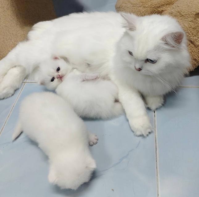 🌈เปิดจองน้องๆ ❤️ ขาวตาฟ้า ดำตาฟ้า ส้มกาฟิว สามสีตาฟ้า 12