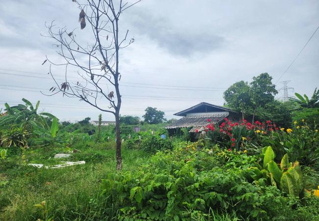 ขายที่ดิน หมู่บ้านนพวงศ์ ถนนปทุมธานี-บางเลน อำเภอลาดหลุมแก้ว ปทุมธานี 2