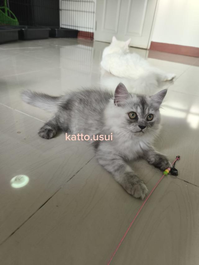 ลูกแมวเปอร์เซีย