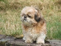 ชิสุ (Shih Tzu) 3