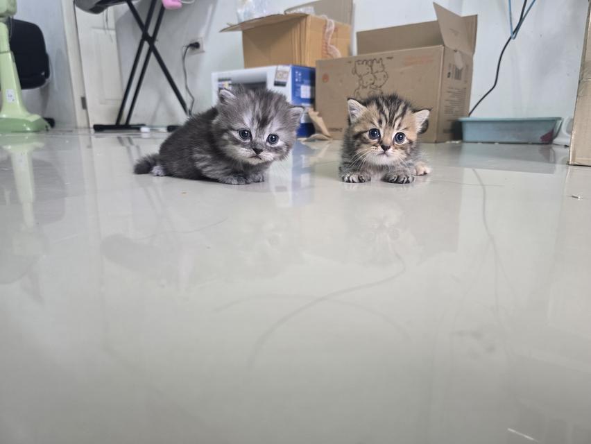 น้องแมวมันช์กิ้นขาสั้น รูปที่ 7