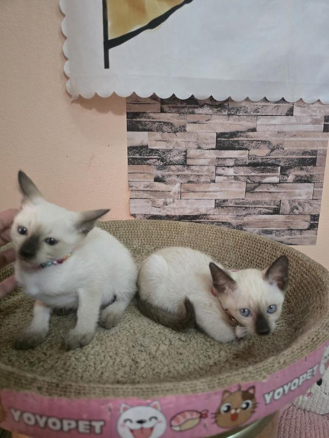 แมววิเชียรมาศพร้อมย้าย รูปที่ 8