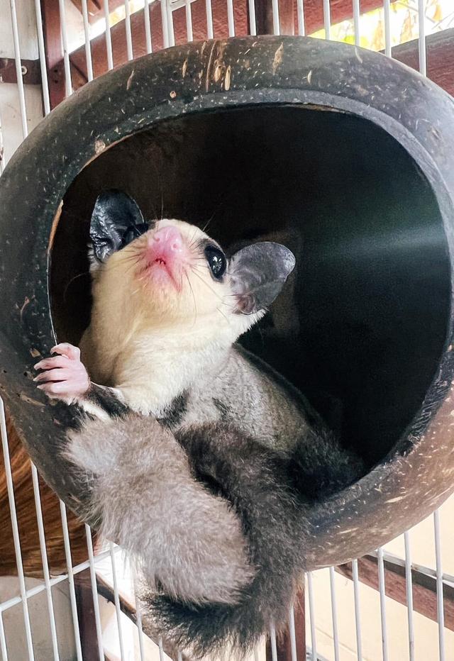 หาบ้านให้น้องแฝด Sugar Glider 2 ตัว 3