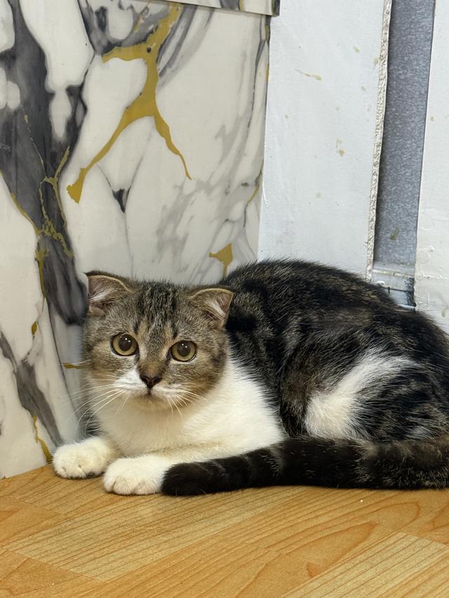 ลูกแมวพันธุ์สก๊อตติชแท้