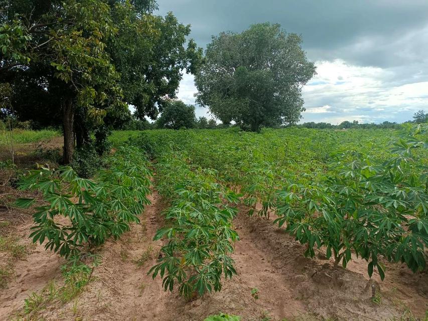 ขายที่ดิน 9-2-13 ไร่ ติดถนน ทำบ้านจัดสรรได้ ติดเทศบาล ตำบลเนินขาม อ.เนินขาม จ.ชัยนาท ขายถูกสุดในย่านนี้ 6