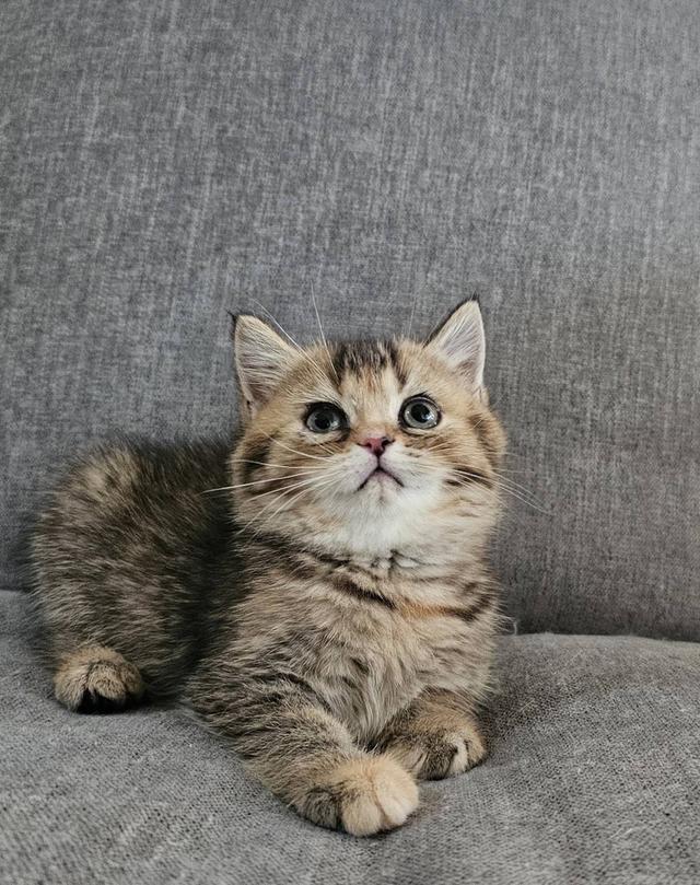 โคโค่ สก็อตติชโฟลด์แท้