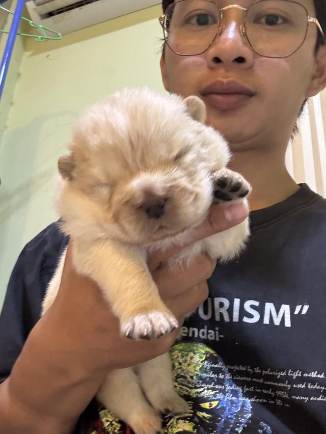 เปิดจอง น้องหมา เชาเชา สายเลือดแชมป์