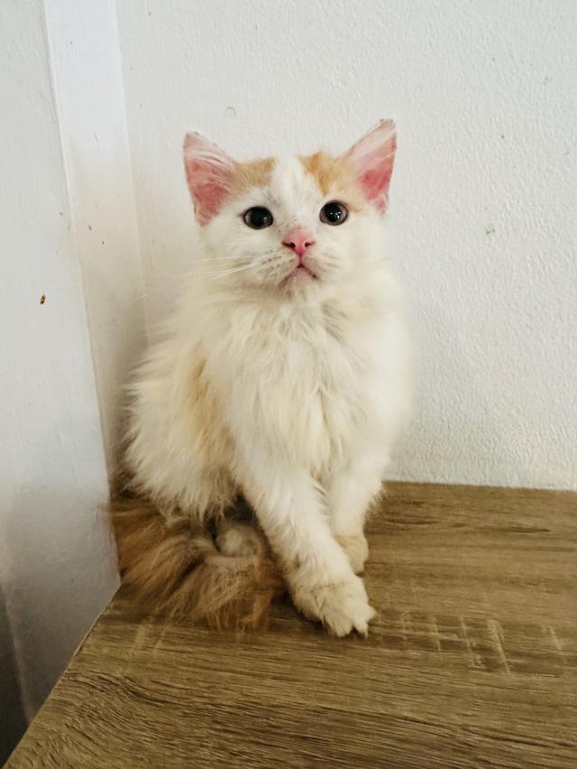 ลูกแมวเมนคูน