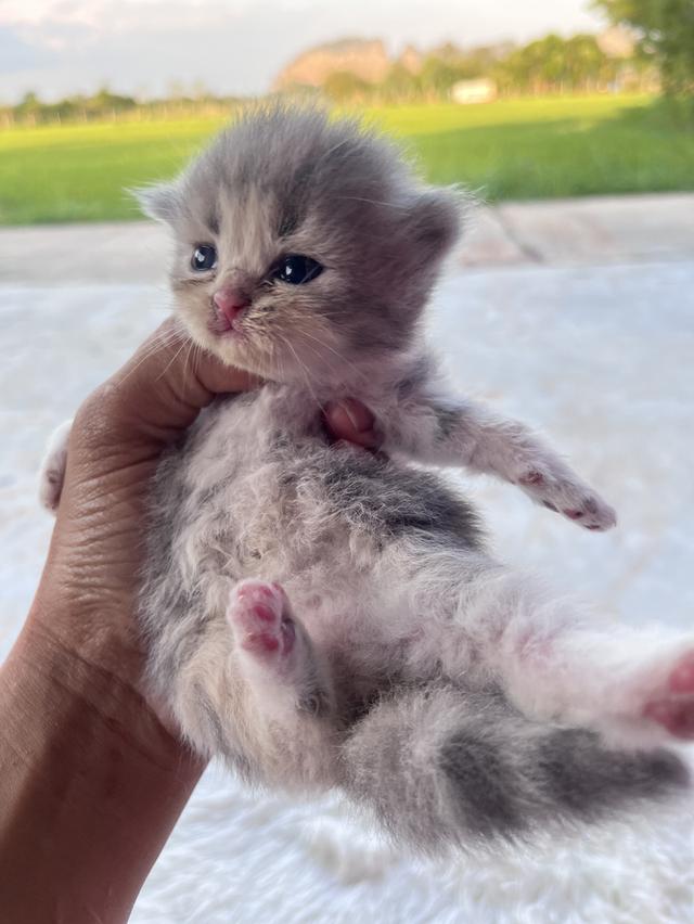 ลูกแมว สก๊อตติช ขนยาว รูปย่อยที่ 2