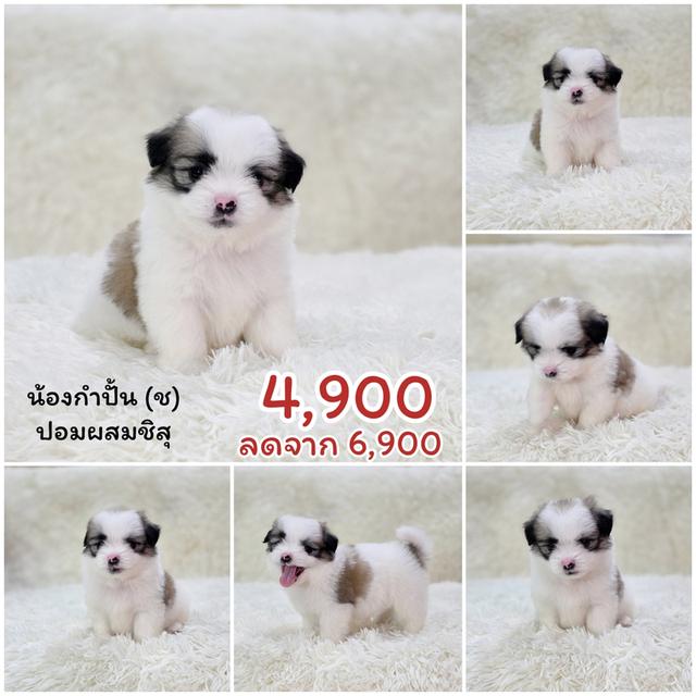 ปอมผสมชิสุพร้อมย้ายบ้านแล้วจ้า