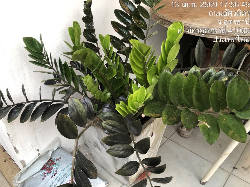 ไตรโคเดอร์มา เห็นผลไวแม่ยายยังถามซื้อ รูปที่ 2