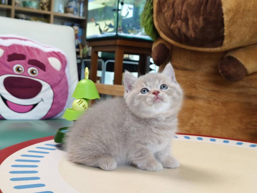 แมวขาสั้น Munchkin short leg chiangmai รูปที่ 10