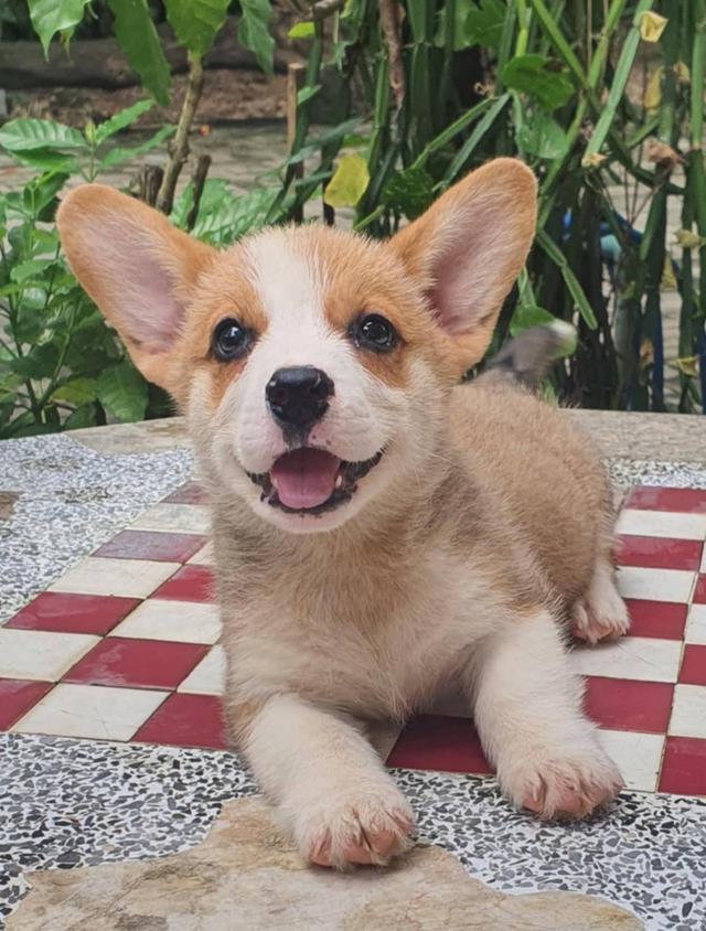 ลูกสุนัข Corgi เพศผู้