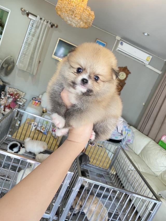 ปอมปอมแท้ สนใจสอบถามได้