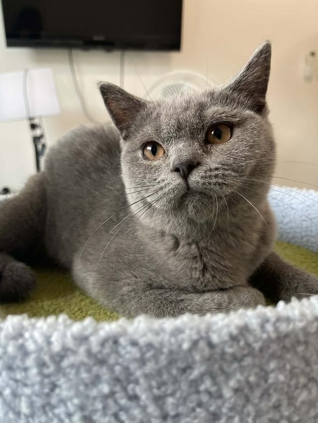 British Shorthair พร้อมใบ WCF ดช