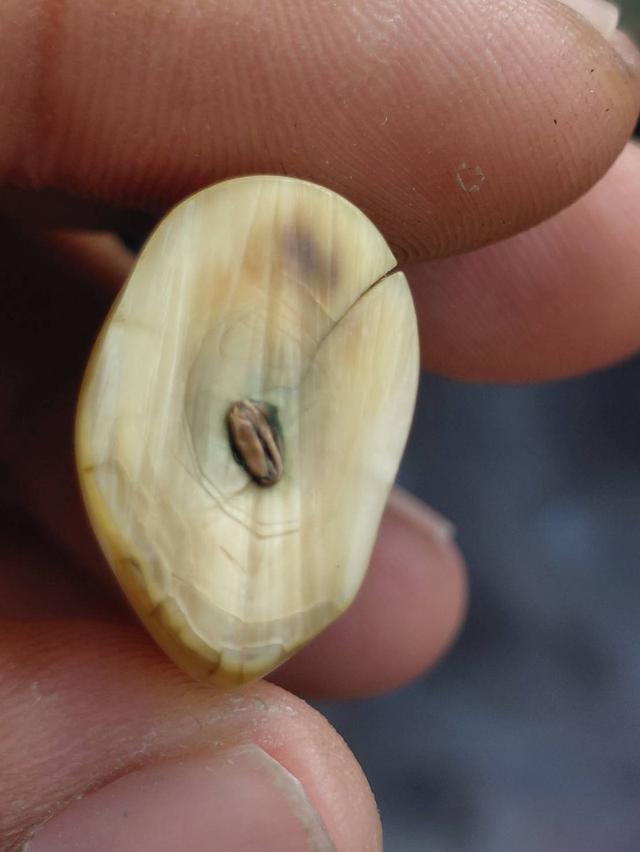 เขี้ยวเสือแกะ (เลี่ยมกรอบ) รูปที่ 4