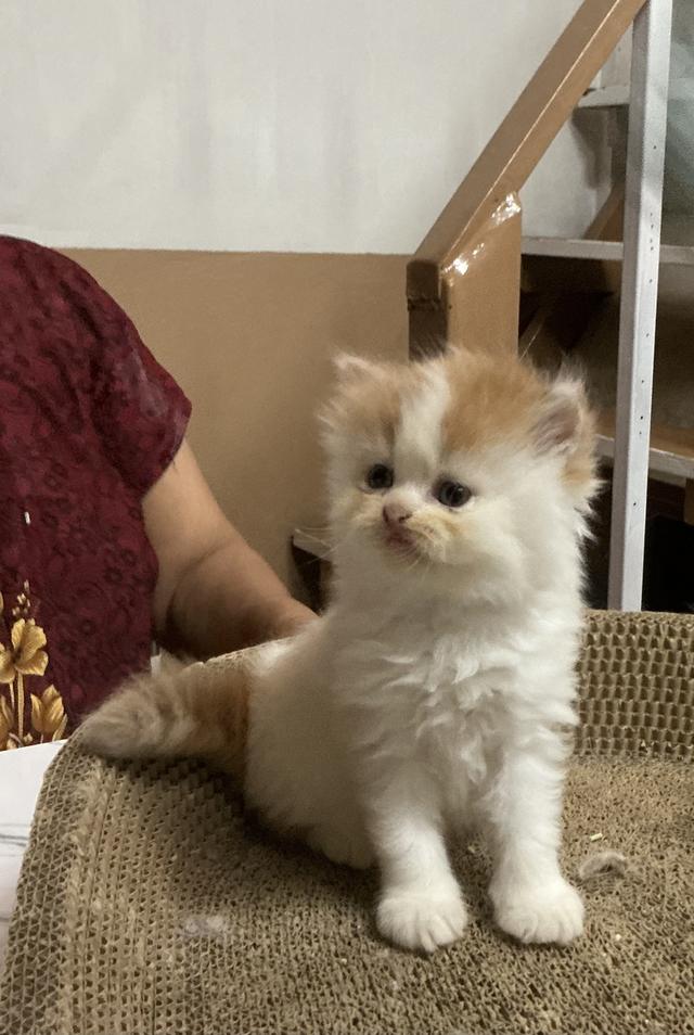 🌈ลูกแมวเปอร์เซียสายตรง ตาฟ้า น้องหน้าบี้หน้าหล่น และ หน้าตุ๊กตา เปิดกล้องดูน้องได้ สนใจสอบถามเน้นส่งถึงมือน้องปลอดภัยค่ะ รูปที่ 2