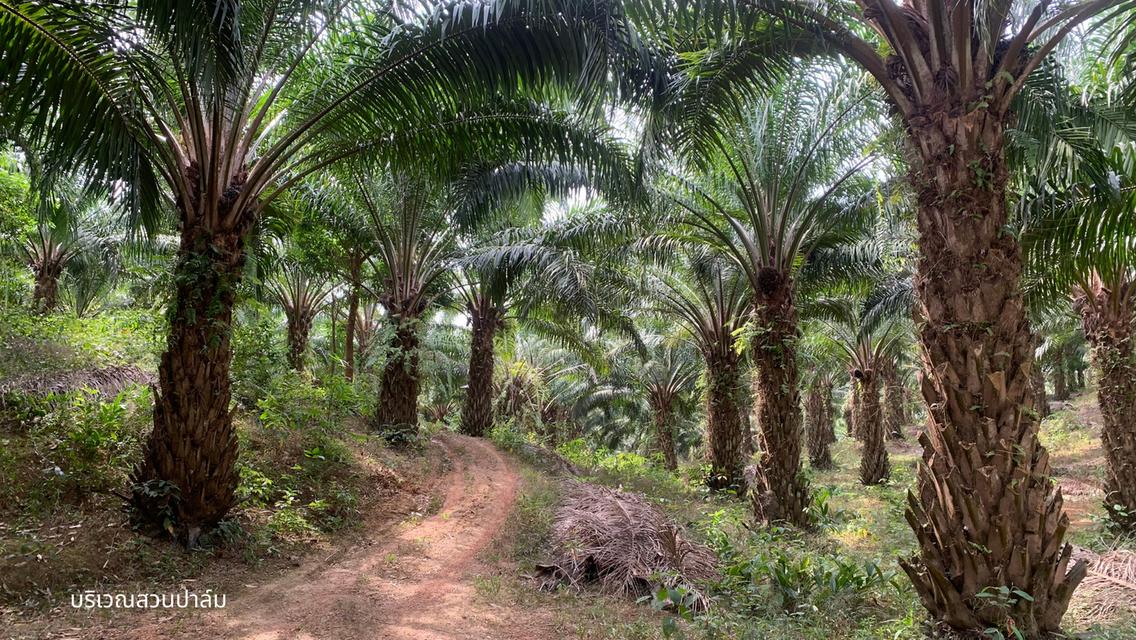 ขายที่ดินพร้อมสวนปาล์มและสวนยางพารา เนื้อที่รวม 52 ไร่ อำเภอกะเปอร์ จังหวัดระนอง 3