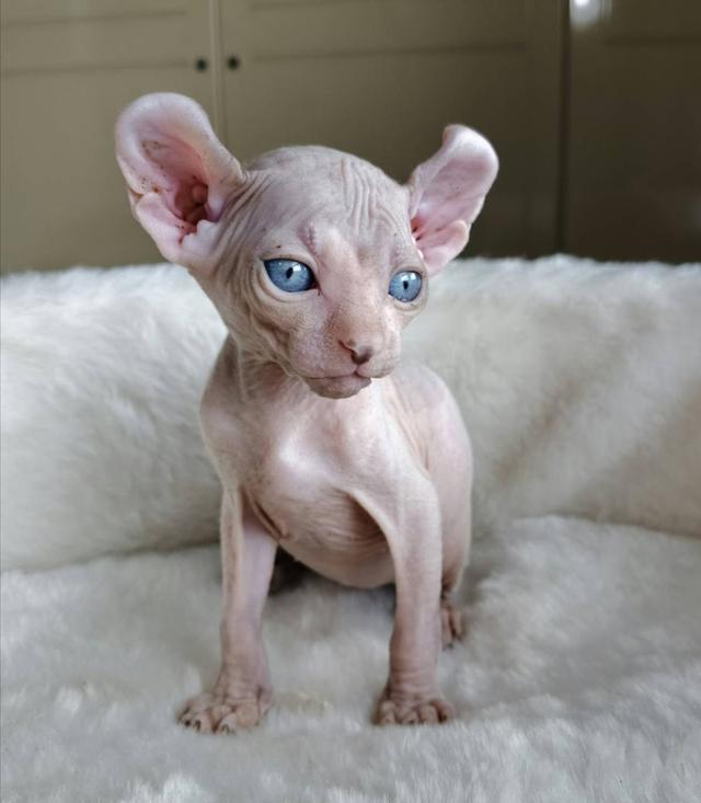 7.แมวเอลฟ์ เพศผู้ Elf Cat Male รูปที่ 5