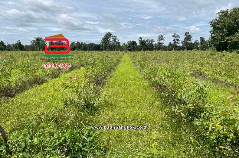 ที่ดินเปล่า หมู่บ้านโคกปราสาท เนื้อที่ 16-0-37 ไร่ (สามแยกบ้านยายพิมพ์, ใกล้โรงเรียนดอนหวาย) ตำบลหนองยายพิมพ์ อำเภอนางรอง บุรีรัมย์ 4