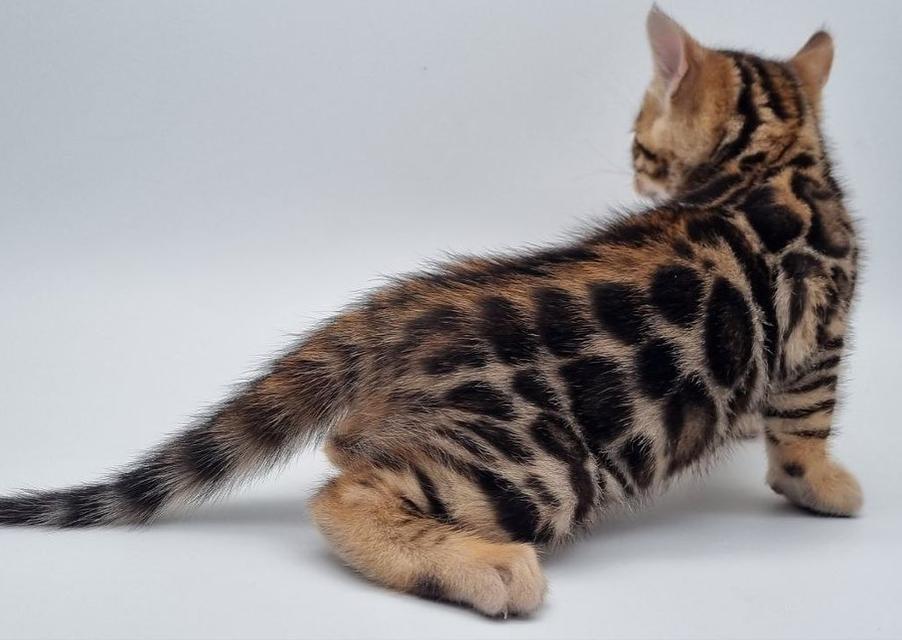 Bengal Kittens for sale รูปที่ 2
