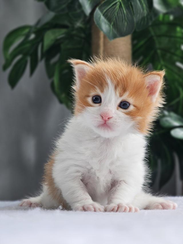 ลูกแมวเมนคูน แท้