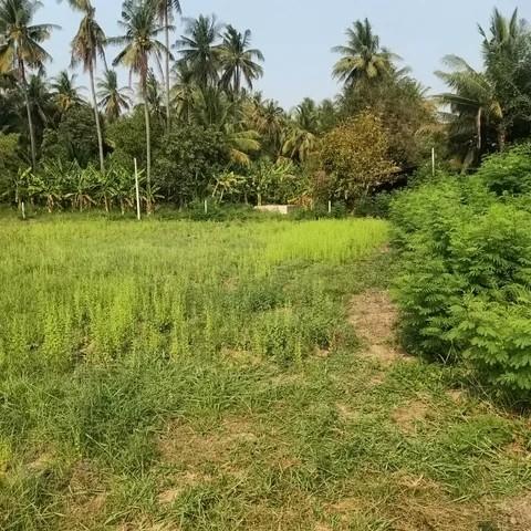 ขาย ที่ดินเปล่า 150 ตร.วา ทำเลดี ราคาคุ้ม ตำบลสร้อยฟ้า อำเภอโพธาราม จังหวัดราชบุรี 5