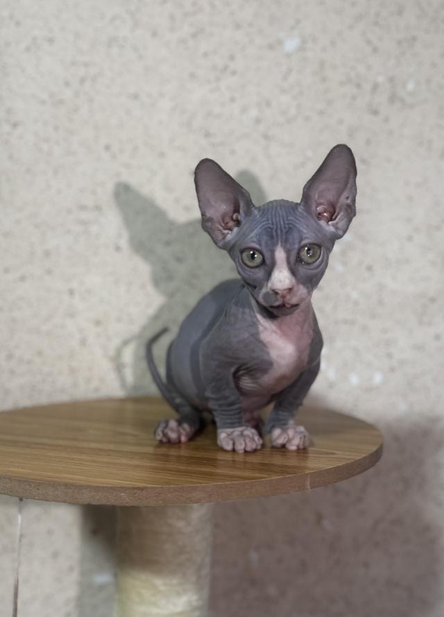 ลูกแมวสฟิงซ์ (Bambino) ขาสั้น สีบลู