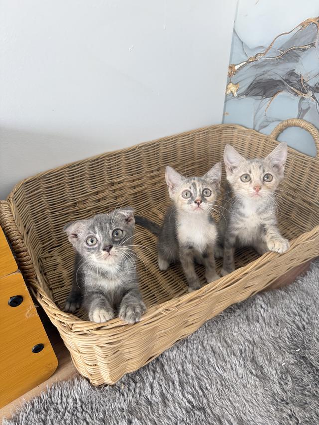 ลูกแมวสก๊อตติชผสมเบงกอล