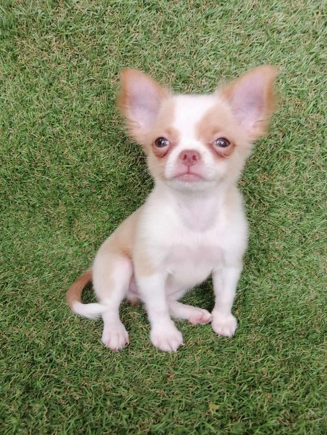 ชิวาว่าเเท้ขนยาว  ชาย 5