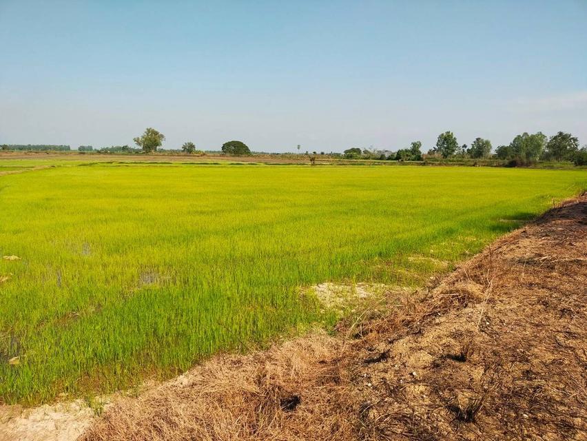 ขายที่ดิน 29 ไร่ 3 งาน 3