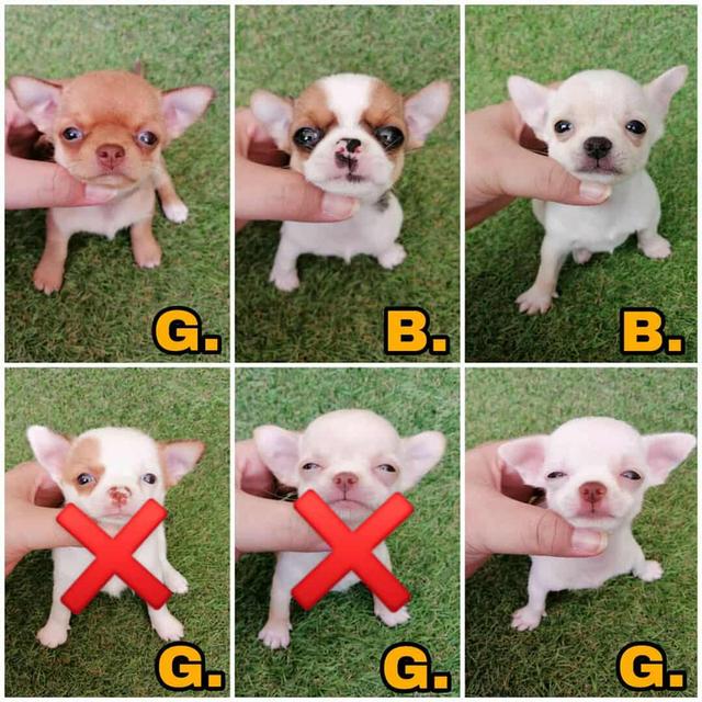 ชิวาว่าเเท้ ขนสั้น  1