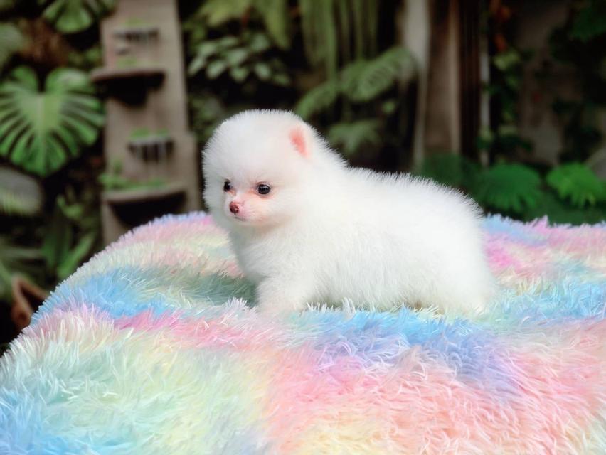 ปอมเมอเรเนียนแท้ ทีคัพ สีขาวเพศเมีย รูปที่ 6