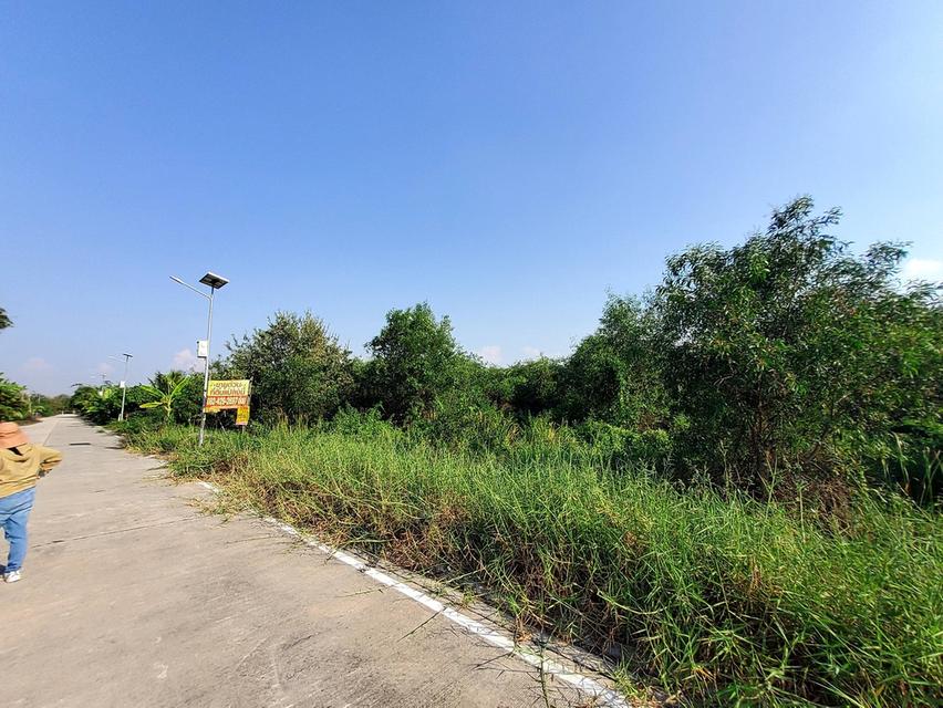 ขายด่วนที่ดินถนนฤชุพันธุ์ 568 ตรว ติดถนนคอนกรีตสาธารณะ ซ.ฤชุพันธุ์ 4 อ.ไทรน้อย จ.นนทบุรี 1