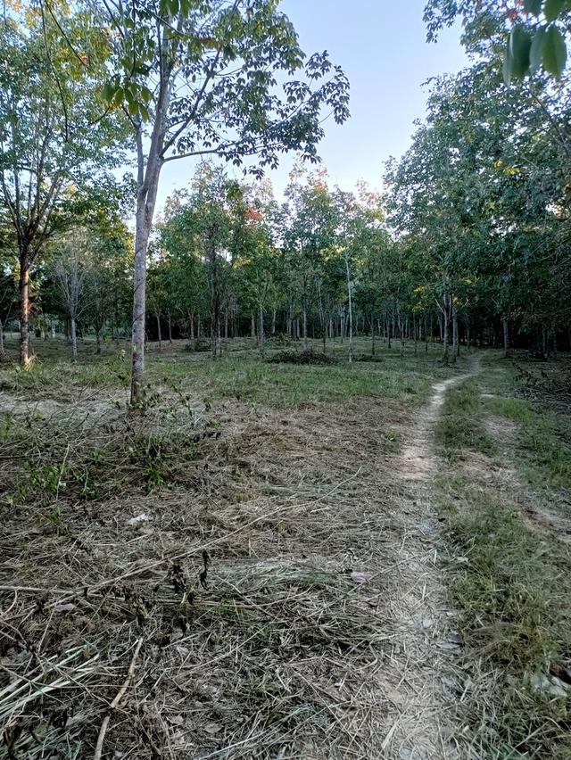 ที่ดินไร่ละ 500,000 ติดถนนเพชรเกษม อ.บางสะพาน จ.ประจวบฯ 3