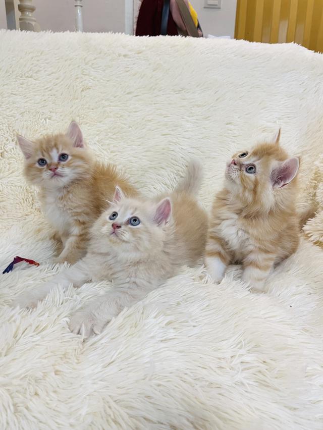 แมว เปอเซียสีส้ม ครีม🔥🔥🔥 รูปที่ 5
