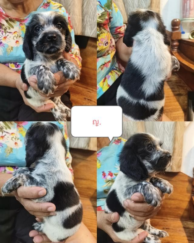 English Cocker Spaniel เพิ่ลรัก จำหน่ายลูกสุนัขพันธุ์อิงลิชค็อกเกอร์แท้
