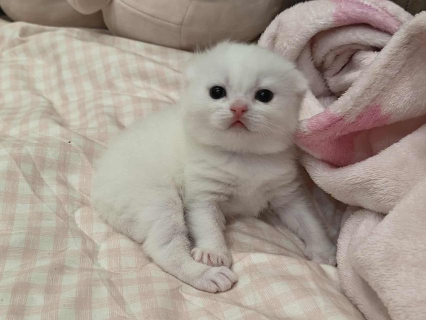 ดญ.มันซ์กิ้นผสมสก็อตติช รูปที่ 3