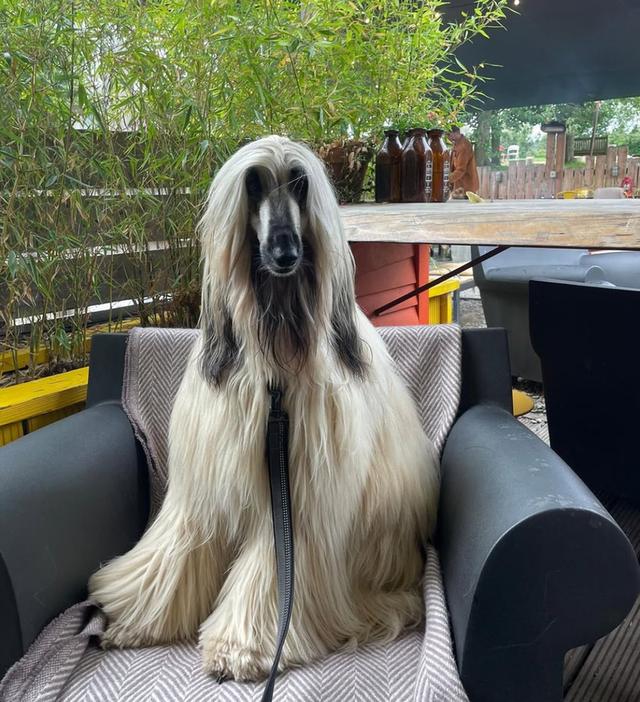 ปล่อยด่วนสุนัข Afghan Hound 2