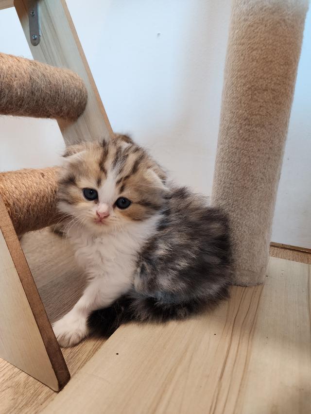 แมว สก็อตติช อายุ 2-3 เดือน ตัวละ 5000 พิกัดไทรม้า 15