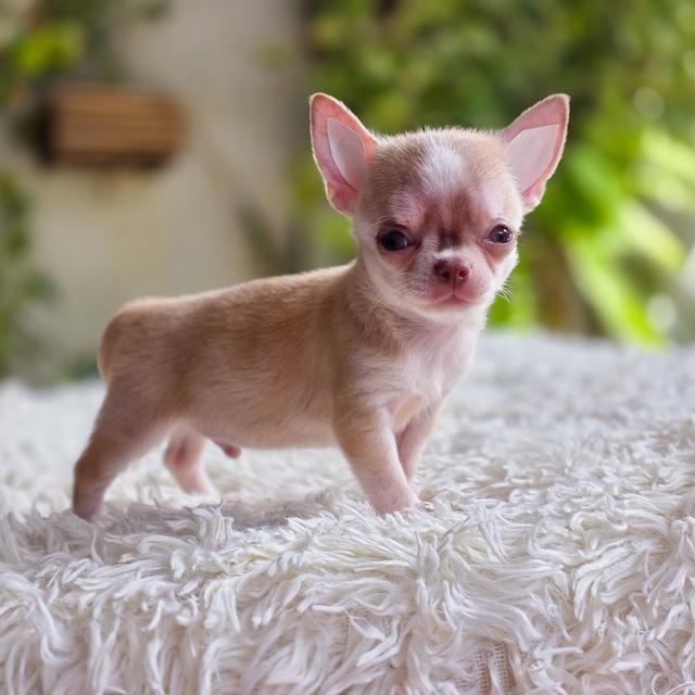 Chihuahuaขนสั้นมาร์คไซทีคัพสะดหล่อพร้อมแสบ รูปย่อยที่ 4
