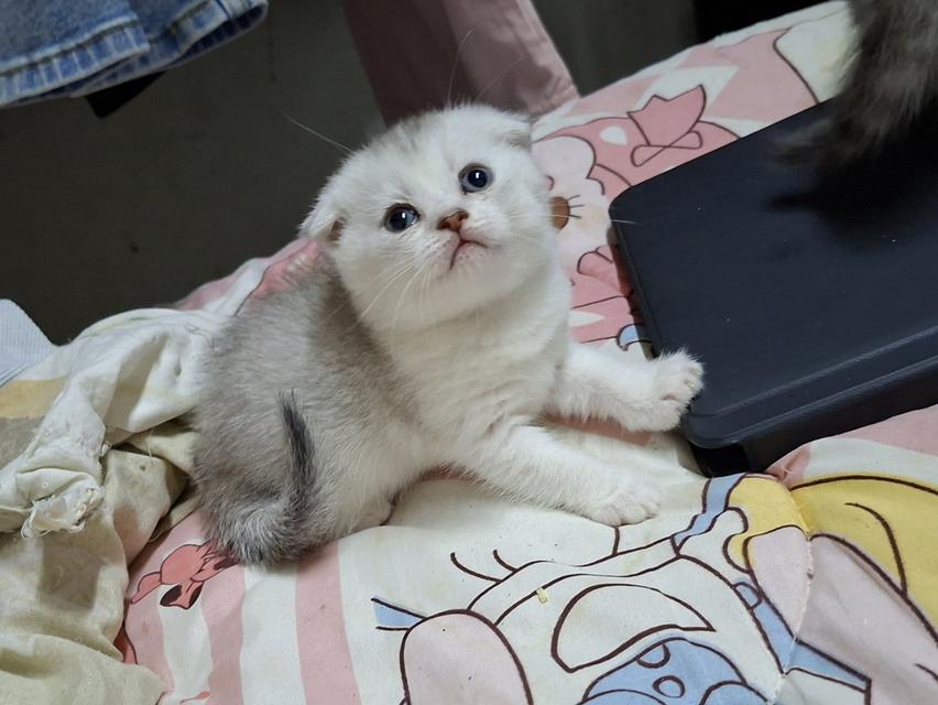 บริติชผสมสก๊อตติชผู้หญิง รูปย่อยที่ 3