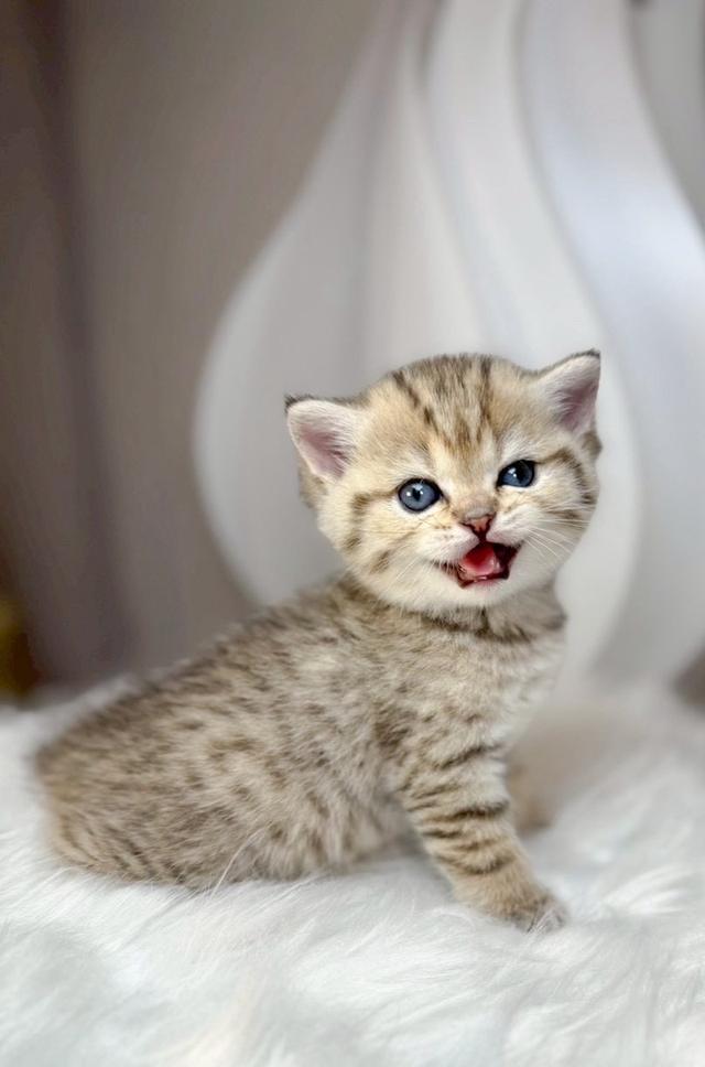 แมวสก็อตติช ขี้อ้อน น่ารัก รูปที่ 5